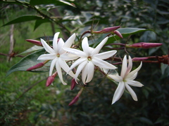 Jasminum nitidum