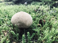 Lycoperdon molle