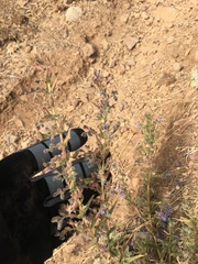 Trichostema lanceolatum