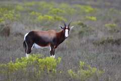 Damaliscus pygargus pygargus