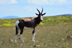 Damaliscus pygargus pygargus