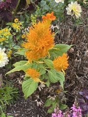 Celosia argentea plumosa