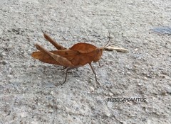 Xyleus discoideus mexicanus