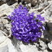 Moretti's Bellflower - Photo (c) Claudio Flamigni, some rights reserved (CC BY-NC), uploaded by Claudio Flamigni
