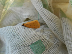 Setina irrorella