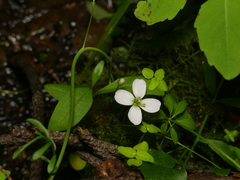 Cardamine pratensis pratensis