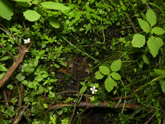 Cardamine pratensis pratensis
