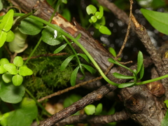 Cardamine pratensis pratensis
