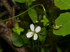 Cardamine pratensis pratensis