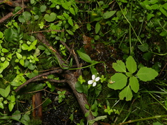 Cardamine pratensis pratensis