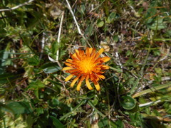 Crepis aurea