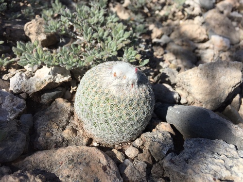 Epithelantha greggii