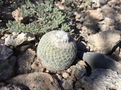 Epithelantha greggii
