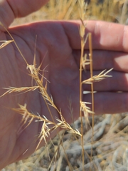 Festuca microstachys