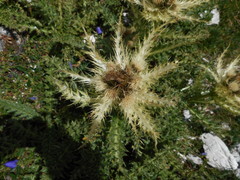 Cirsium spinosissimum