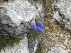 Campanula cespitosa
