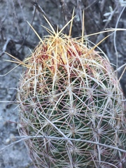 Thelocactus bicolor
