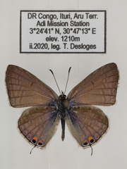 Euchrysops osiris