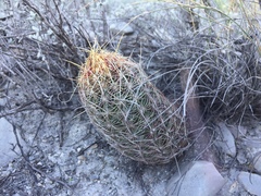 Thelocactus bicolor