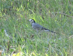 Motacilla alba