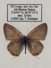 Euchrysops osiris