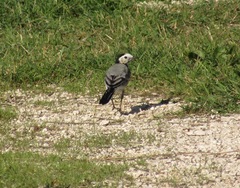 Motacilla alba