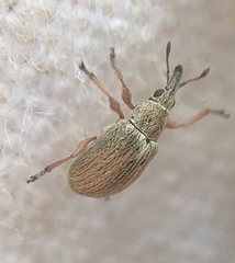 Malvapion malvae