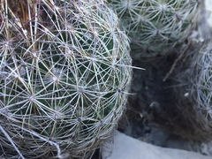 Coryphantha neglecta