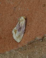 Chamaeclea basiochrea