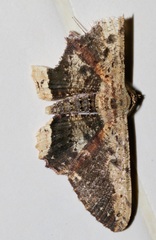 Ruttellerona pseudocessaria