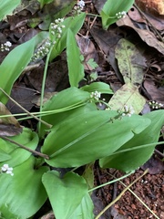 Drimiopsis