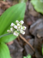 Drimiopsis
