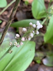 Drimiopsis