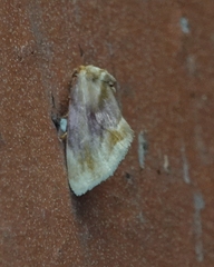 Chamaeclea basiochrea