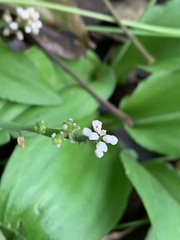 Drimiopsis