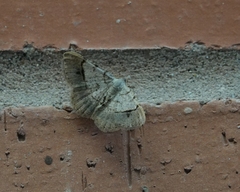 Frederickia flaviterminata