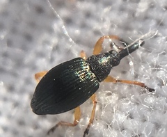 Pseudapion rufirostre