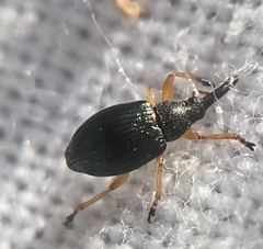 Pseudapion rufirostre