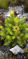 Alatosperma