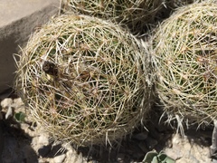 Coryphantha neglecta