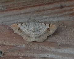 Frederickia flaviterminata