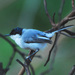 White-lored Gnatcatcher - Photo (c) Jerry Oldenettel, some rights reserved (CC BY-SA)