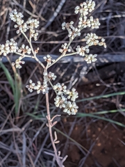Eriogonum annuum