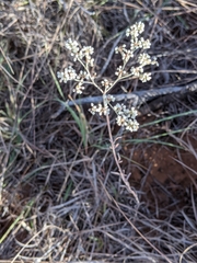 Eriogonum annuum