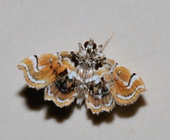 Musotima suffusalis