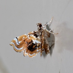 Musotima suffusalis