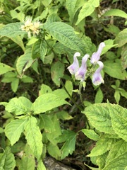Aconitum loczyanum