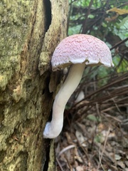 Boletellus ananas image