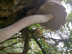 Boletellus ananas image