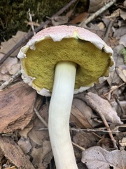 Boletellus ananas image